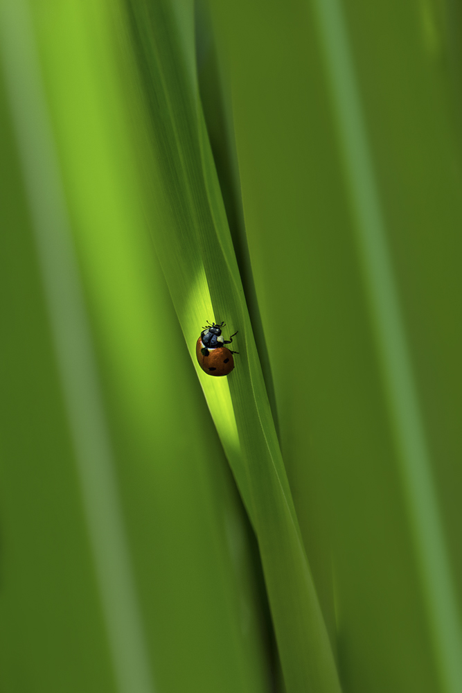 Monatsbilder Juni 2020